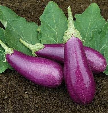 Aubergine 'Dancer' F1