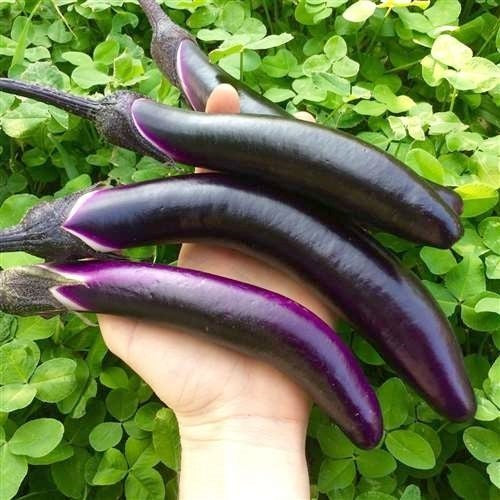 Eggplant 'Early Long Purple'