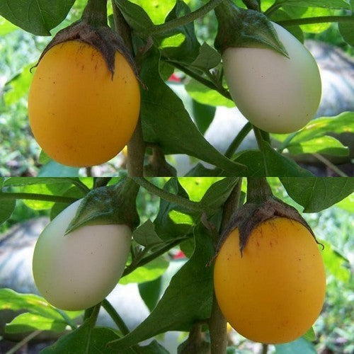 Aubergine 'Golden Eggs' / 'White Egg'