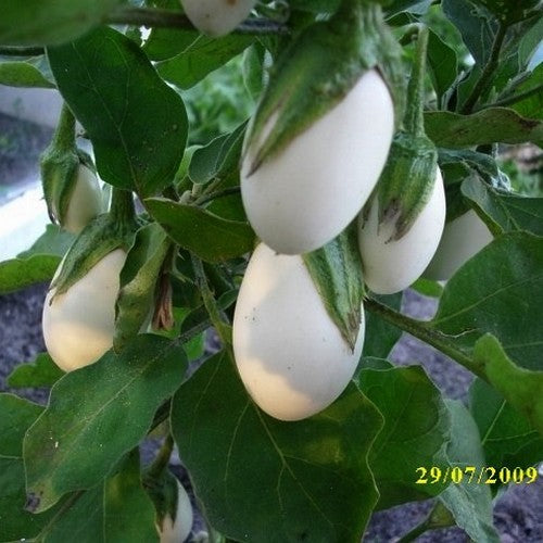 Aubergine 'Golden Eggs' / 'White Egg'