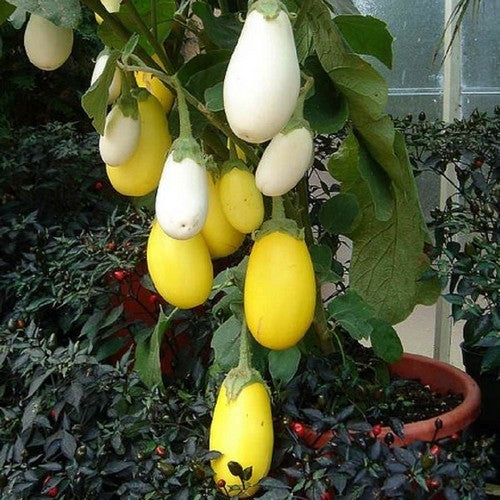 Aubergine 'Golden Eggs' / 'White Egg'