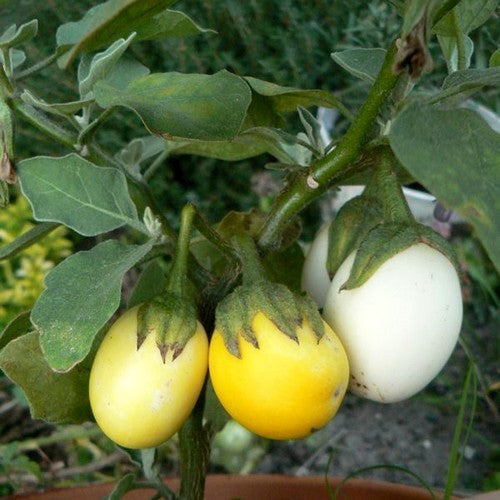Aubergine 'Golden Eggs' / 'White Egg'