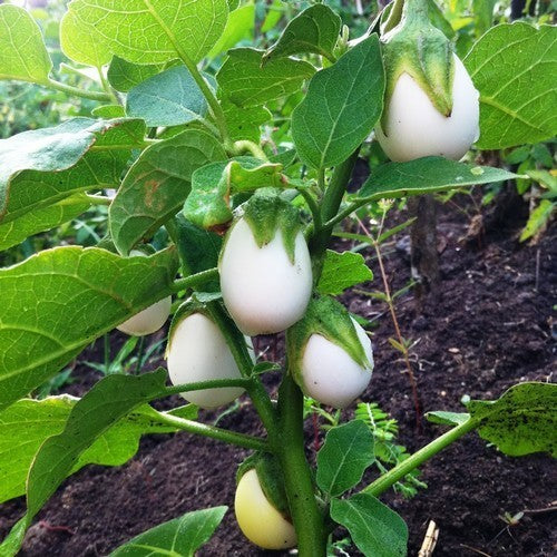 Aubergine 'Golden Eggs' / 'White Egg'