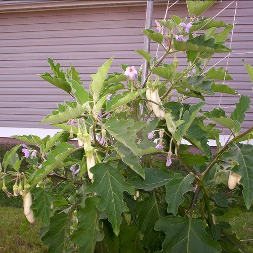Aubergine 'Gretel' F1 / 'White Knight' F1