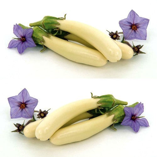 Aubergine 'Gretel' F1 / 'White Knight' F1
