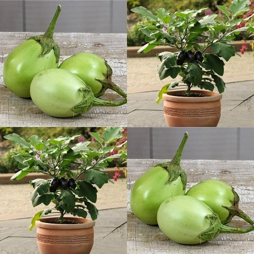 Aubergine ‘Jewel Emerald’ F1 / 'Jewel Jade' F1
