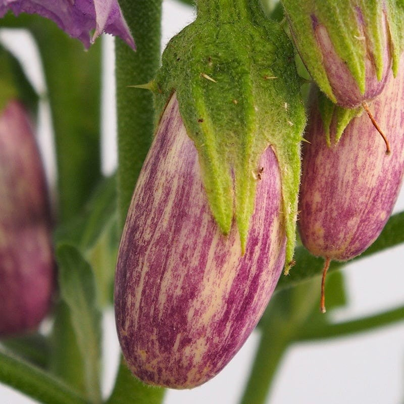 Aubergine 'Jewel Marble' F1