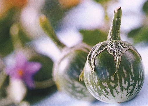 Kikkeraubergine 'Kermit' F1