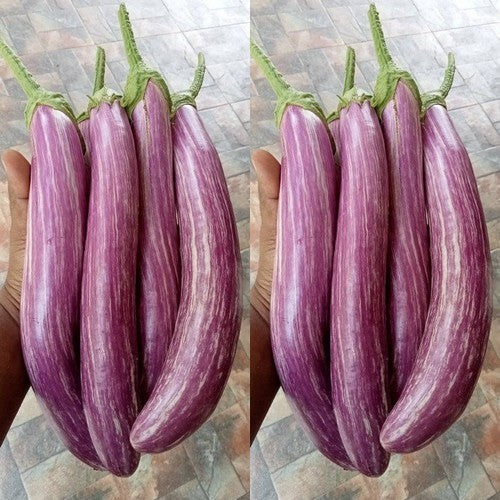 Aubergine 'Josefine' F1