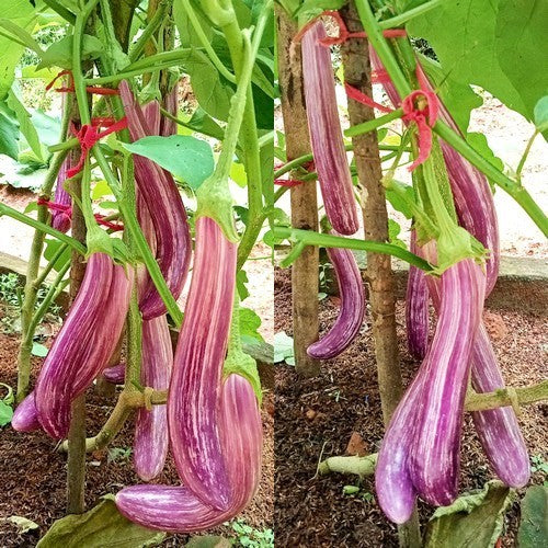 Aubergine 'Josefine' F1