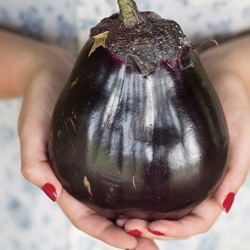 Eggplant 'Meatball' F1