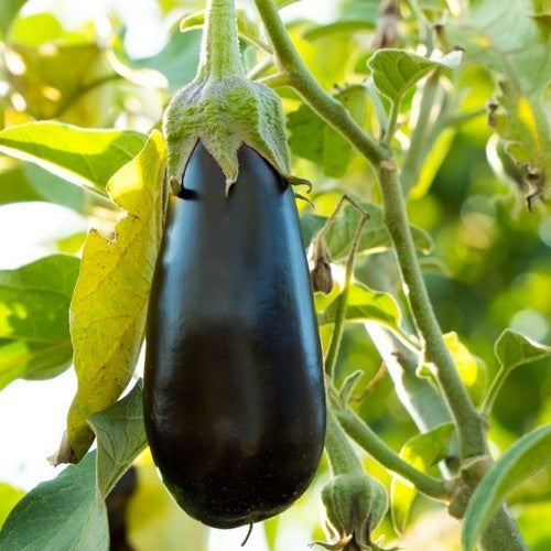 Aubergine 'Morden Midget' / 'Morden Mini'