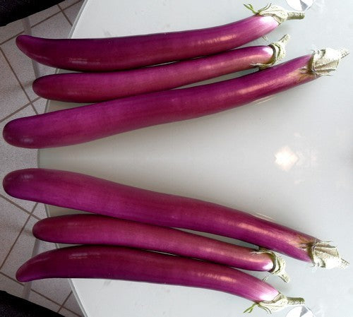 Aubergine Lila Boulanger / 'Farmers Long'
