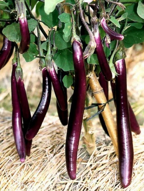 Aubergine Lila Boulanger / 'Farmers Long'