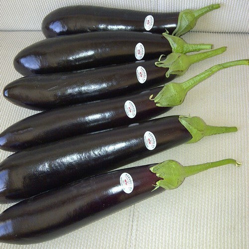 Aubergine Paarse Boulanger 'Tiffany' F1 / 'Karagöl' F1 / 'Ha'
