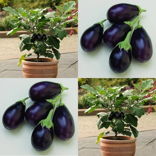 Aubergine 'Patio Baby' F1