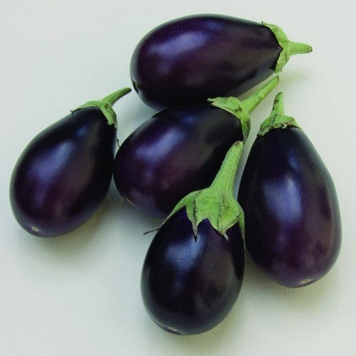 Aubergine 'Patio Baby' F1