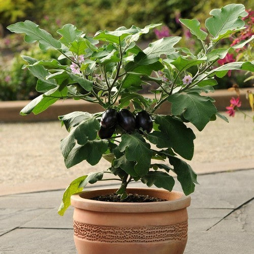 Aubergine 'Patio Baby' F1