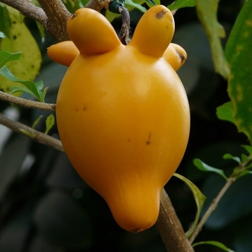 Aubergine 'Cows Udder' / 'Pig Face'