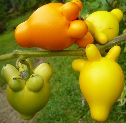 Aubergine 'Cows Udder' / 'Pig Face'