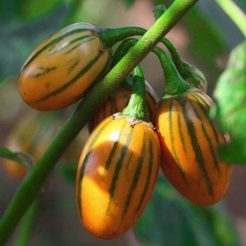 Aubergine 'striped Togo' / 'striped Toga'