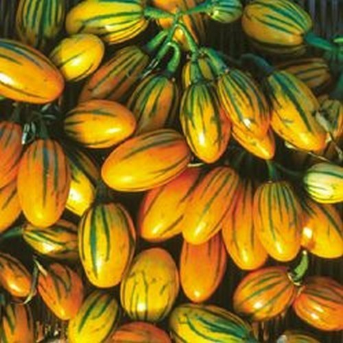 Aubergine 'striped Togo' / 'striped Toga'