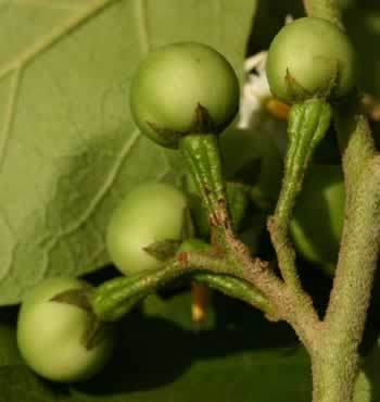 Aubergine 'Thai Green Pea'