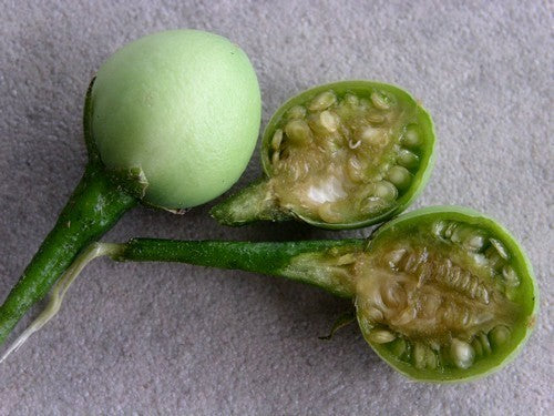 Aubergine 'Thai Green Pea'