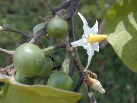 Aubergine 'Thai Green Pea'