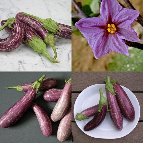 Aubergine 'Tsakoniki'