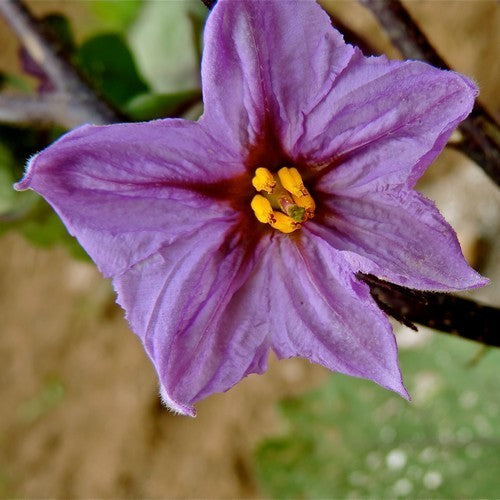 Aubergine 'Tsakoniki'