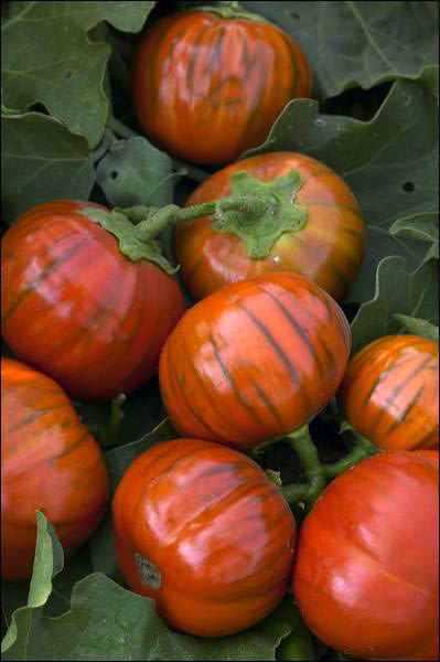 Aubergine 'Turkish Orange'