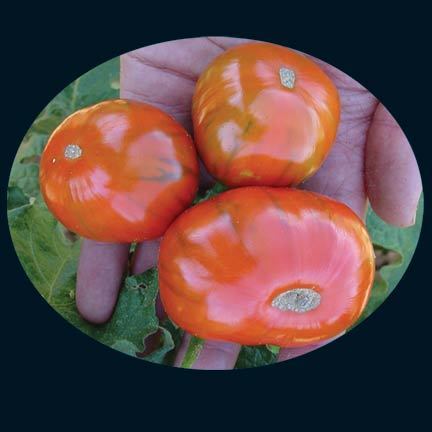 Aubergine 'Turkish Orange'