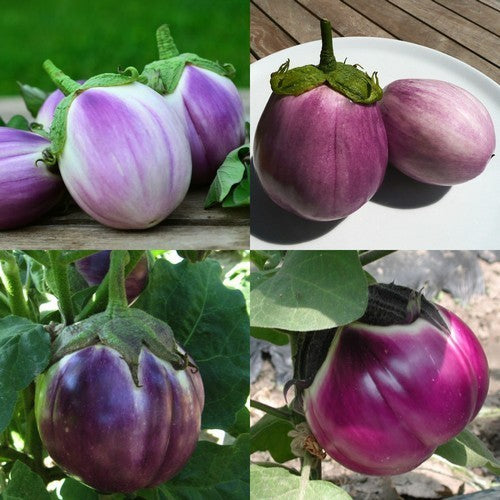 Aubergine 'Rotonda Bianca Sfumata di Rosa' / 'Violet Pearl'