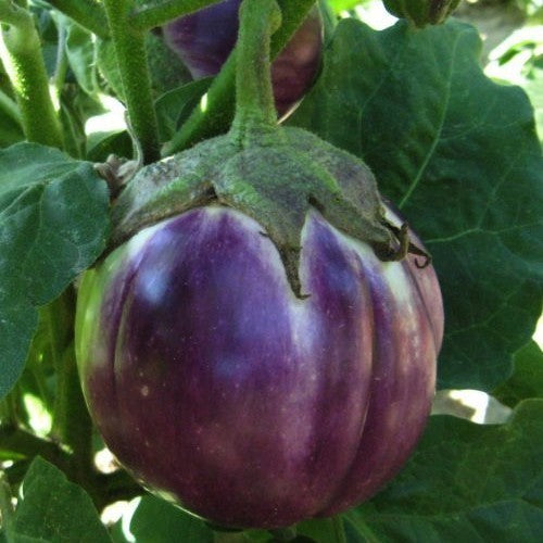 Aubergine 'Rotonda Bianca Sfumata di Rosa' / 'Violet Pearl'