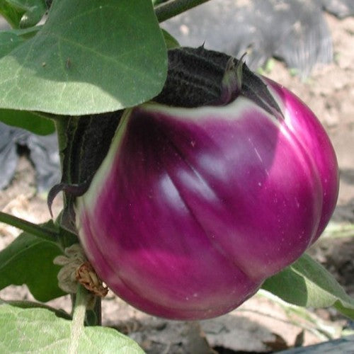 Aubergine 'Rotonda Bianca Sfumata di Rosa' / 'Violet Pearl'