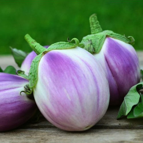 Aubergine 'Rotonda Bianca Sfumata di Rosa' / 'Violet Pearl'