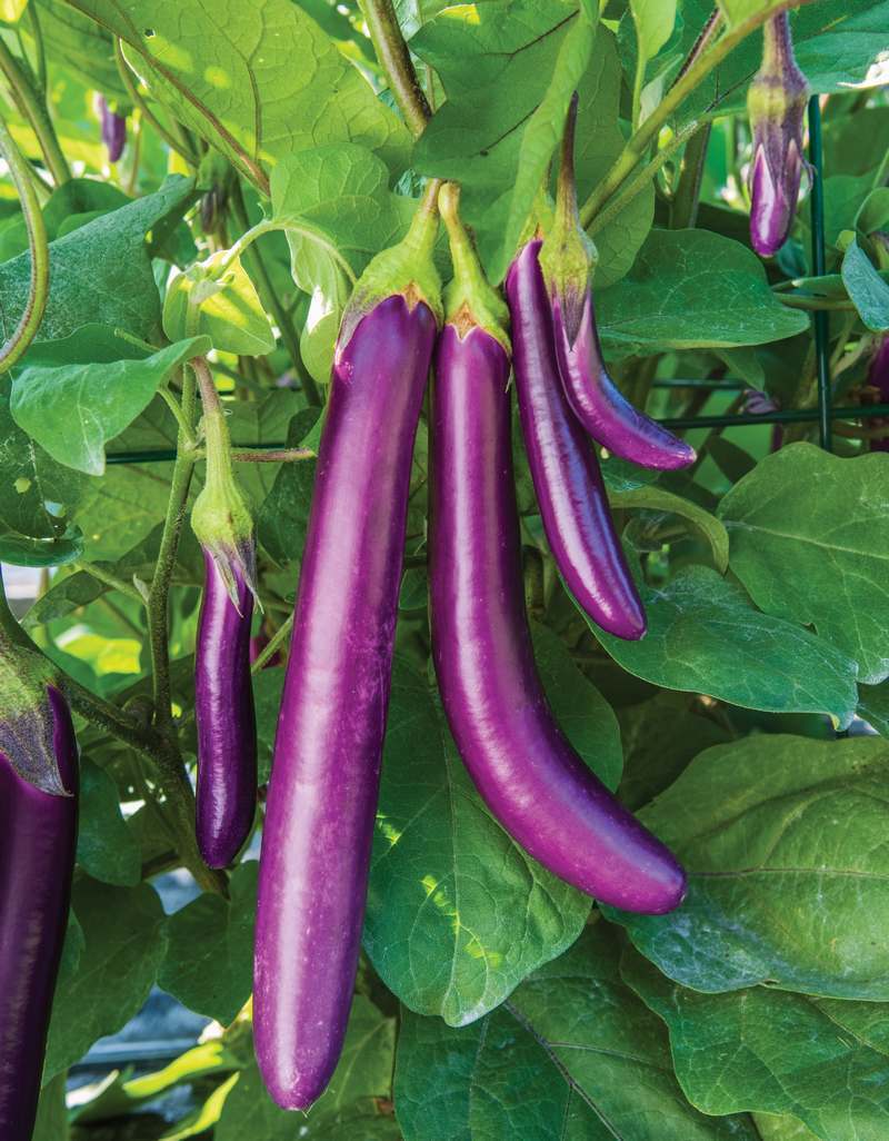 Eggplant 'Violet Knight' F1