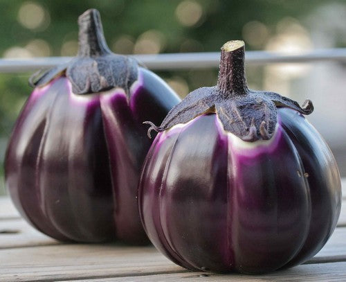 Aubergine 'Violetta di Firenze' / 'Florence Violet Round'
