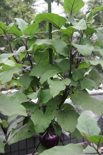 Aubergine 'Violetta di Firenze' / 'Florence Violet Round'
