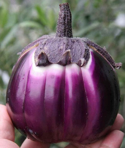 Aubergine 'Violetta di Firenze' / 'Florence Violet Round'