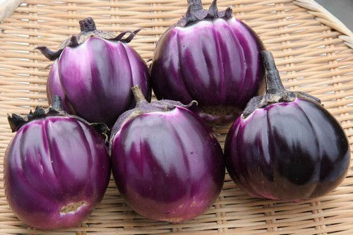 Aubergine 'Violetta di Firenze' / 'Florence Violet Round'