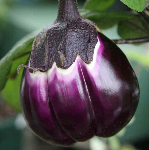 Aubergine 'Violetta di Firenze' / 'Florence Violet Round'