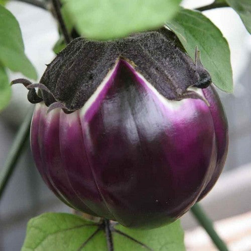 Aubergine 'Violetta di Firenze' / 'Florence Violet Round'