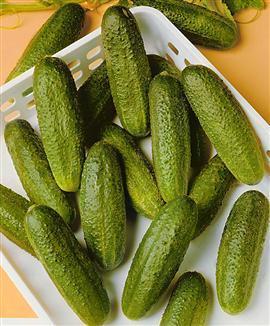 Gherkins 'Bohemia' F1 / 'Excelsior' F1