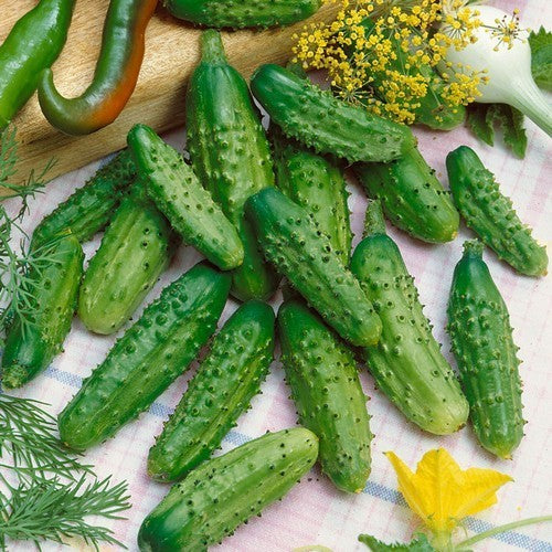 Pickles 'Calimbo' F1