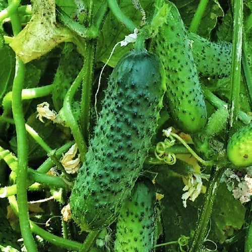 Pickles 'Calimbo' F1