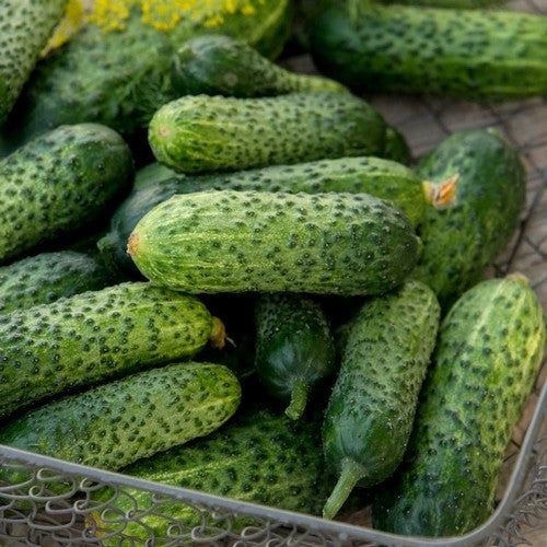 Pickles 'Calimbo' F1