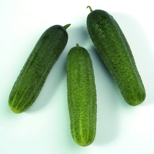 Augurken 'H-19 Little Leaf'