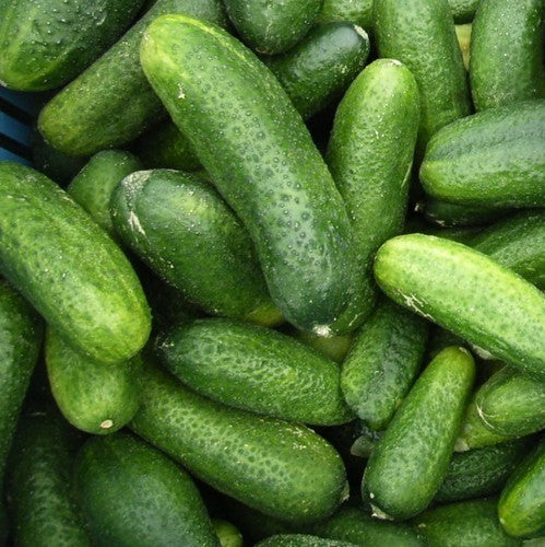 Pickles 'Hokus'